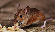 24 Hour & Emergency Exterminators in Hilton Head, SC